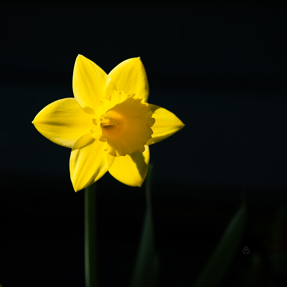 Daffodil