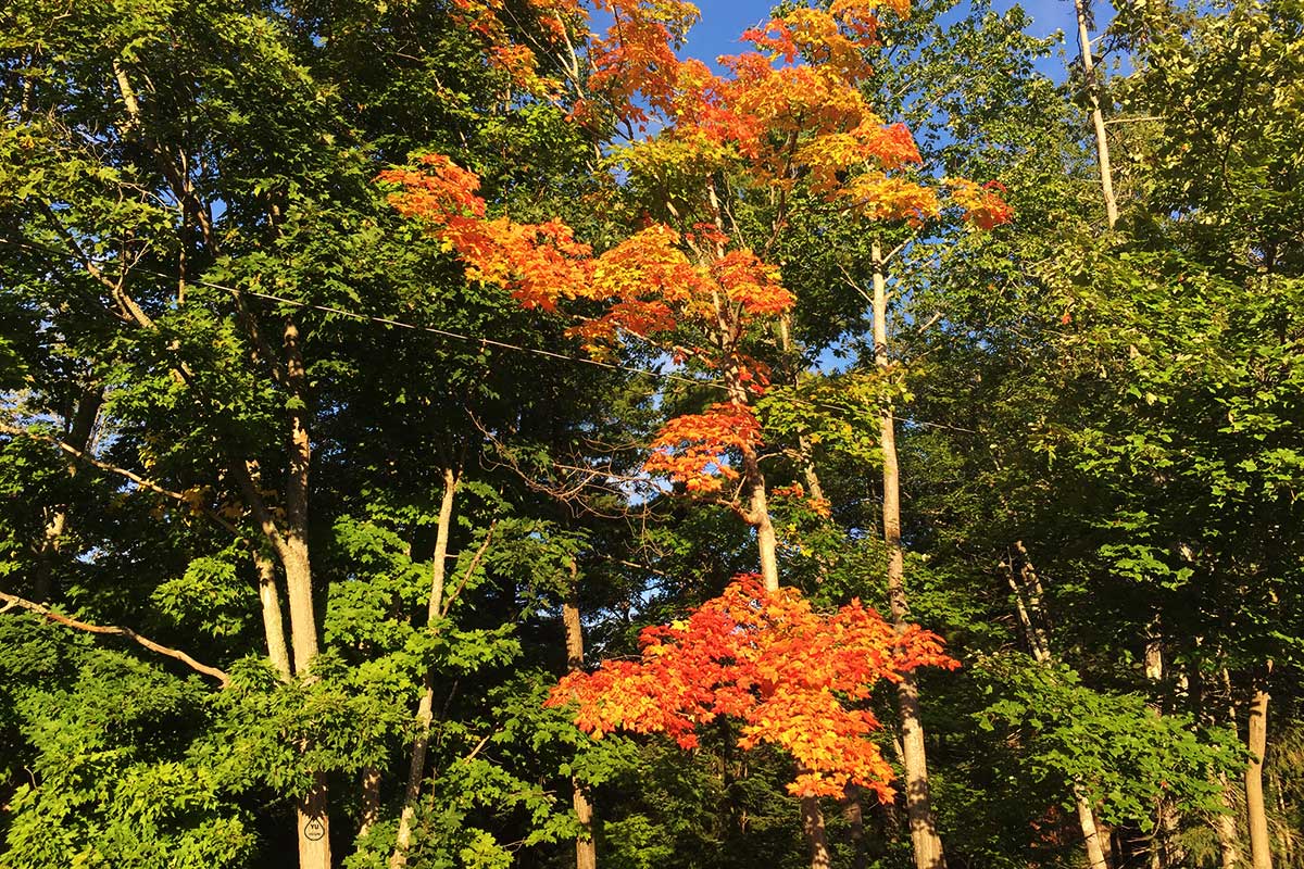 A Glimpse of Fall