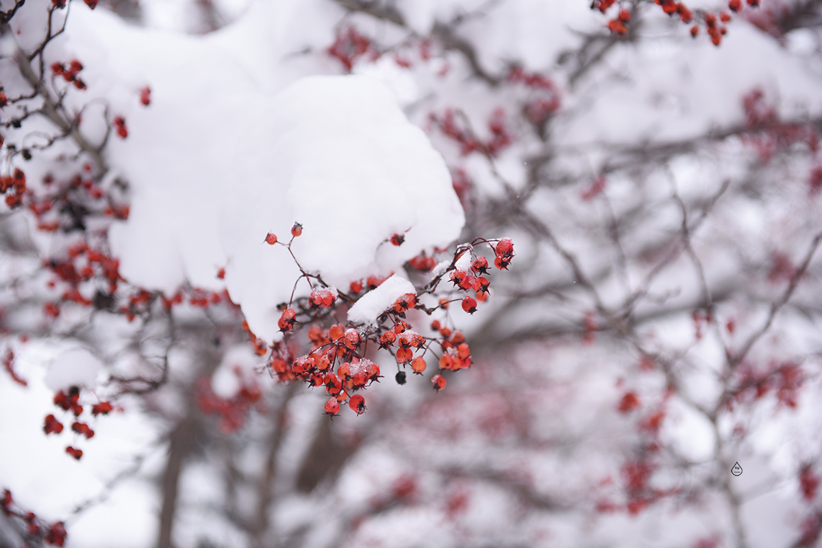 Winter fruits