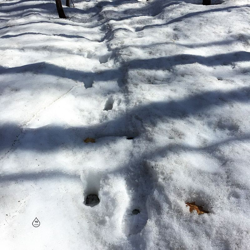 Deer Track