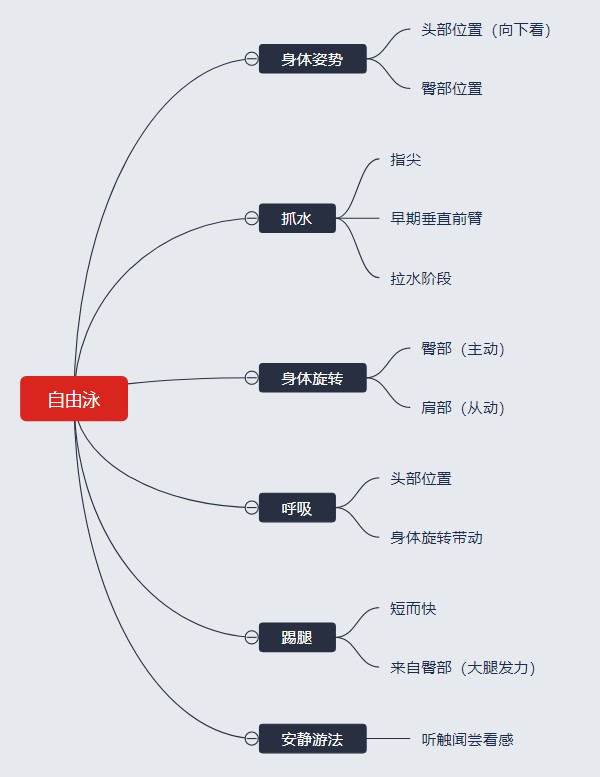 自由泳6个要点