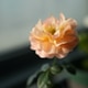 Chinese Rose Daytime